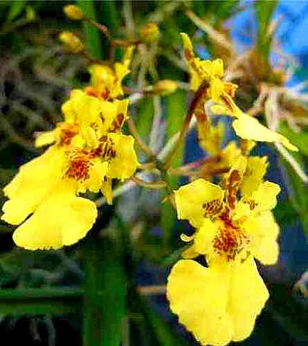 Tolumnia Carotene